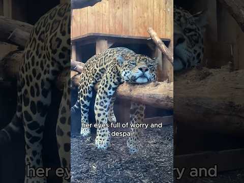 The reason the leopard mother was checking the cars #animals #love #shorts