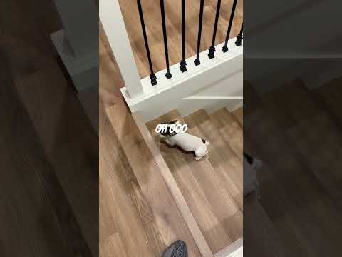 Frenchie Fails😮 #fyp #foryou #frenchie #dog Disclaimer; dog was not injured