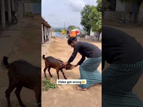 Features of goat 😂🔥 #trending #trendingshorts #funnyvideo #viralvideo #shorts #shortvideo