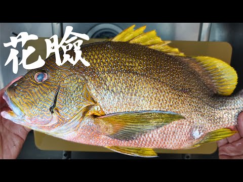 【此生必吃】海雞母笛鯛 太多人想蹭了 正式名稱是別種魚的俗名。
