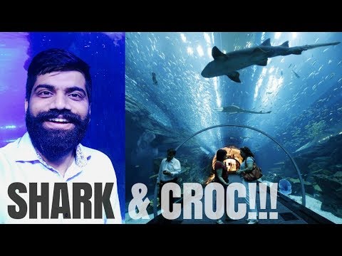 Dubai Aquarium - SHARKS 🦈  - CROC 🐊  - Underwater Zoo!!