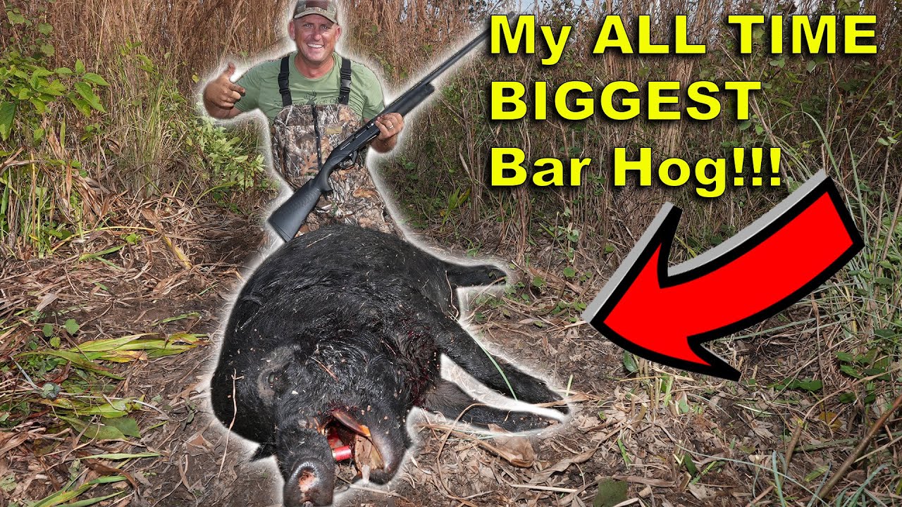 Hunting Massive Wild Hogs on a MONSTER SWAMP BUGGY! Live Action! Plus Thermal Hog Hunt at Night
