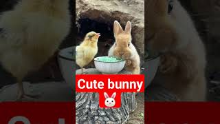 Cute bunny 🐇#shorts #viral #cute ☺️