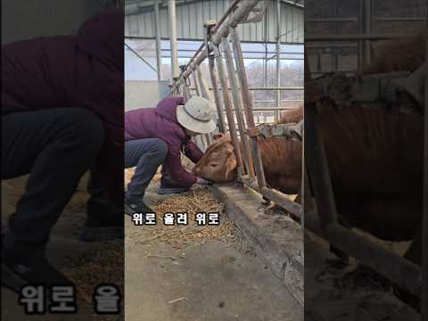 머리를 위로 올리라고 #시골농장