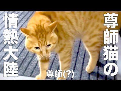 【喋る猫】もしも尊師猫が密着取材を受けたら【パロディ】