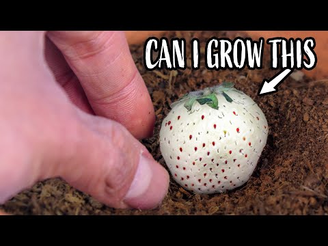 Growing Pineberry From Store-bought - Is It Possible?