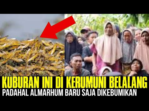 Baru Saja Dikebumikan, Tiba-tiba Kuburan ini Dikerumuni Ribuan Belalang❗