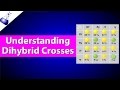 Exploring Dihybrid Genetic Cross Outcomes