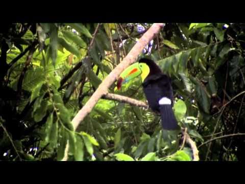 Costa Rica: Five Senses