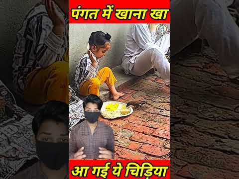 पंगत में खाना खा रहे बच्चे के पास आ गई ये चिड़िया #birdlovers