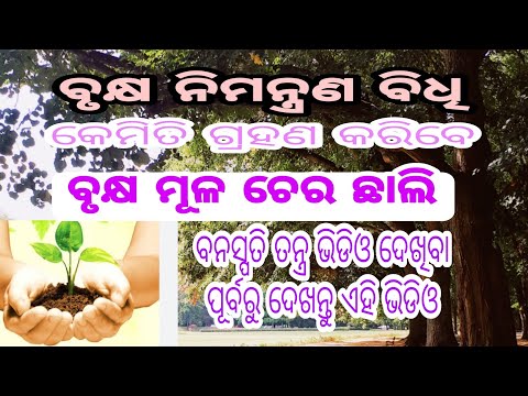 ବୃକ୍ଷ ନିମନ୍ତ୍ରଣ ବିଧି। କେମିତି ଗ୍ରହଣ କରିବେ ବୃକ୍ଷ ମୂଳ ଚେର ଛାଲି। ପ୍ରଥମେ ଏହା ଜାଣିବା ଦରକାର।