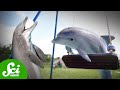Dolphin Behavior and Communication