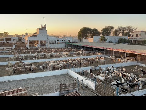 Aisa Farm First Time Dekha l  Rana Iqbal Siraj Dairy Agri and Cattle Farm #cow #buffalo #goat #camel