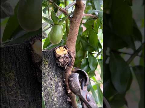 Pruning Excess Branches Technique After Grafting