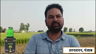 अब गेहूं की फसल में गुल्ली डंडा से मिलेगा छुटकारा! बस एक स्प्रे और मिल गया राहत! #pi #awkira