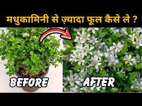 मधुकामिनी से ज़्यादा फूल कैसे ले ? Important Tips