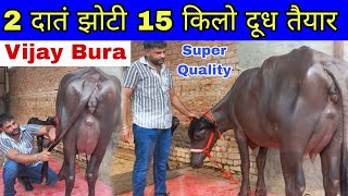 सुपर स्टार 2 दातं मुर्राह झोटी 🔥 15 किलो दूध तैयार बिक्री के लिए उपलब्ध || Vijay Bura Dairy Farm 