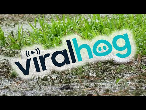 Alligator Camouflages In Murky Water || ViralHog