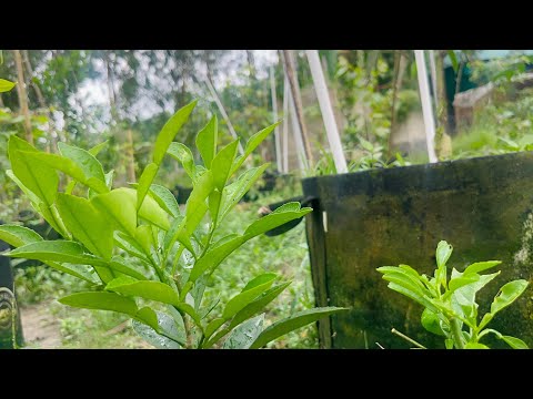 আমার ছোট বাগান যা নিয়ে আমি স্বপ্ন দেখি।