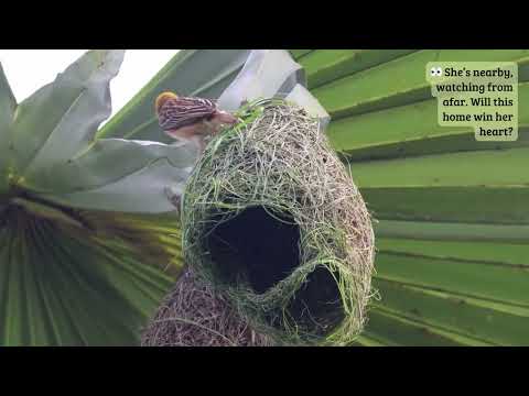 Hanging Homes: Built with Dedication and Deadlines #weavers #birdnest #nestbuilding #nature