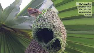 Hanging Homes: Built with Dedication and Deadlines #weavers #birdnest #nestbuilding #nature