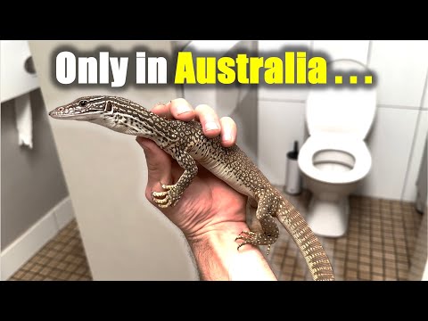 Lizards in the Bathroom and Deadly Snakes Everywhere!