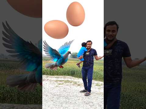 Rounding eggs to Duck, Peacock, Pigeon & Parrot - Birds names magic video