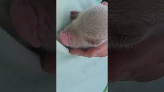 어미잃은 돼지가 밥달라고 찾아왔어요! #나는자연인 #실제상황 #산골