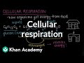 Exploring Cellular Respiration: Energy Transformation in Organisms