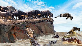 Craziest Animal Fights in the Animal Kingdom 🦌🐊 | Wild Discovery Animals 2024