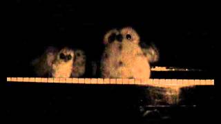 owl performance