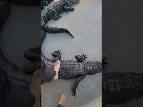 "Il vide sa piscine et découvre un nid de bébés crocodiles !"