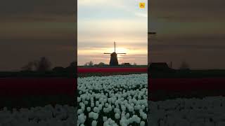 Keukenhof, Netherlands 🇳🇱 | #short