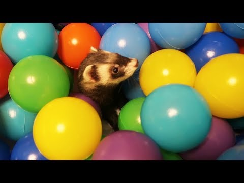 BEBÉ HUMITA NADA EN UNA PISCINA DE PELOTAS GIGANTE