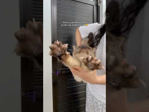 Don't try this unless your cat trusts you 😸 Here's how I trained my cat to enjoy being stretched 💛