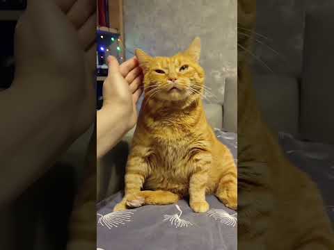 Cats pets dogs funny #animals #cutespets #funny #cutepets101 #cat #itspets #funnycats #funnyanimals