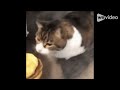 Understanding Animal Themes and Phrases