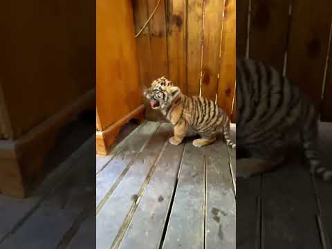 🐯🐯🐯WOW!!! so fierce #tigercub #tiger #kitten #foryou #fpy #cute #kitty