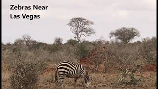 Zebras Near Las Vegas