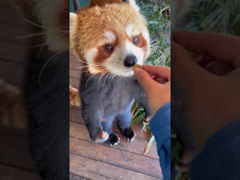 Cute Animal Friends