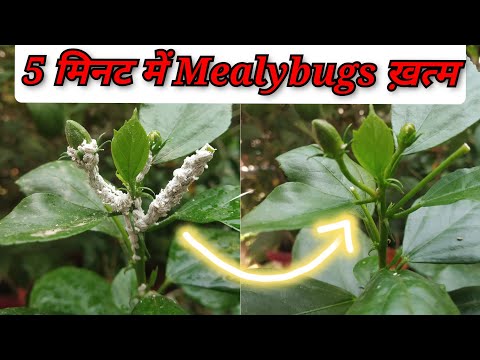 Mealybugs treatment in Hibiscus || 5 मिनट में सफ़ेद कीड़ो से छुटकारा