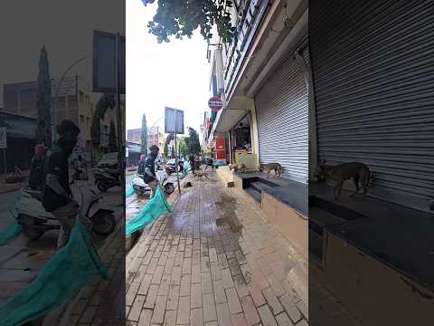 Mafia Dog Catch #shortsfeed #shorts #short #youtubeshorts