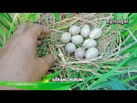 Dapat Sarang dan Telur Burung Sawah | get rice bird eggs | part 1