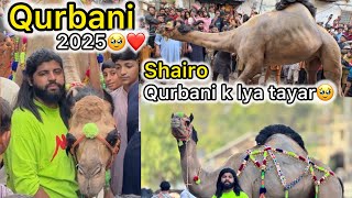 Camel Qurbani2025🥹❤️shairo khud tayar hogya qurban hony k lya🥹❤️