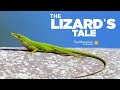 Urban Anoles: Adaptations and Impacts