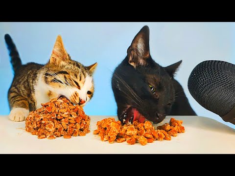 ASMR MUKBANG | Cats Eating Food 😻🎧
