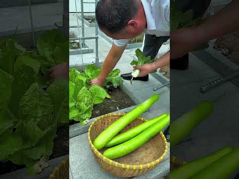 Chinese Uncle Turns Small Space Into a Full Vegetable Garden