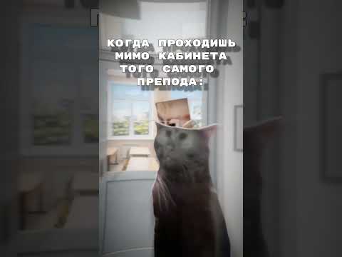 пов: тот самый орущий препод 🫠 #cats #memes #shorts