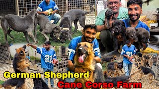 German Shepherd & Cane Corso Kennel in BD_জার্মান শেফার্ড, কানে করসো_Guard Dog Puppies Dog Farm