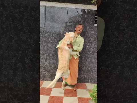 Indian dad after saying No to a dog❤️|dad love😘 #doglover #labrador #thiruchitrambalam #dhanush #dad